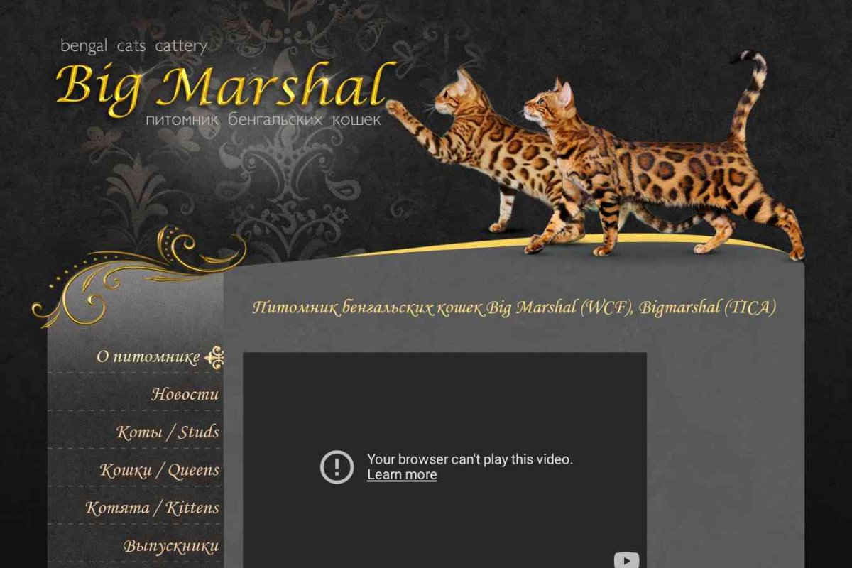 Big Marshal, питомник бенгальских кошек