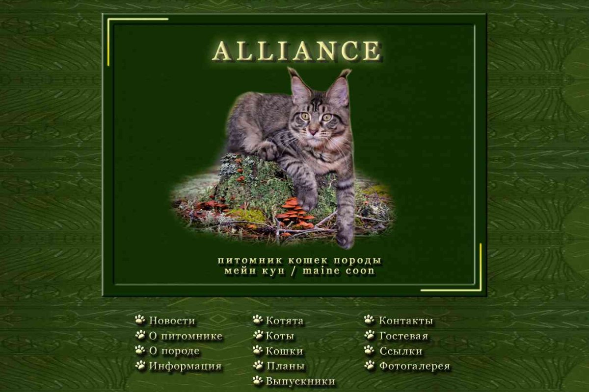 Alliance, питомник кошек породы мейн кун