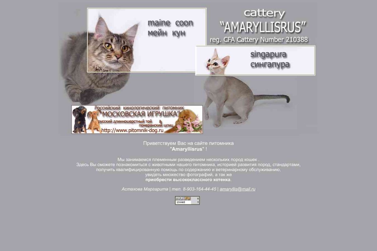 Amaryllis, питомник кошек породы мейн-кун и сингапура