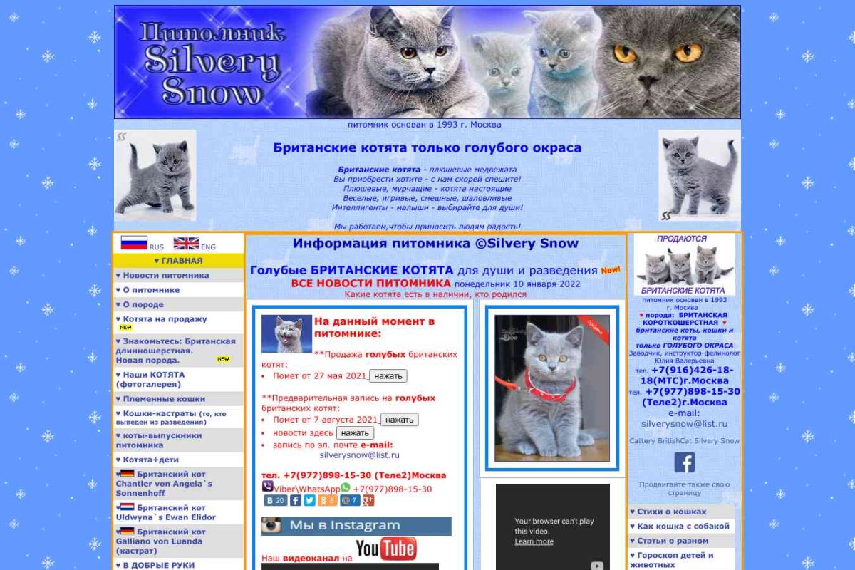 Silvery Snow, питомник кошек